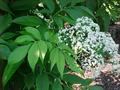 American elderberry